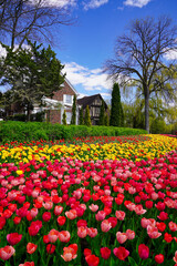 Pink and Yellow Tulips with a bright blue sky and traditional canadian row houses in vertical format at the Ottawa Tulip Festival in Commissioners Park, Ottawa,Canada