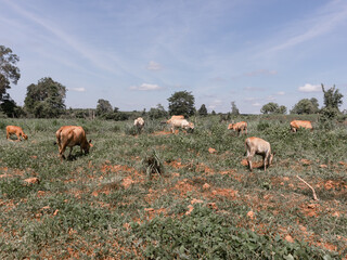 A herd of cows are walking across a field