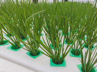 A greenhouse filled with spring onion plants