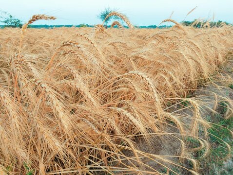 Ripe wheat crop buds ready for harvest an agriculture field, cereal grain staple food crop champ recolte de ble campo de trigo, colheita detrigo, cosecha de-trigo, campo-de trigo, gehoon ka khet photo