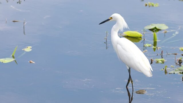 Snowy Egret bird in the lake at Orlando wetlands, Florida.