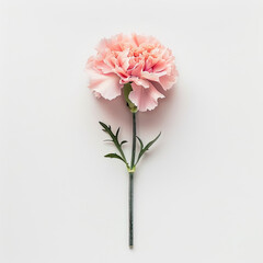 top view of pink carnation isolated on white background.