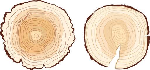sliced tree trunk or wood texture - obrazy, fototapety, plakaty