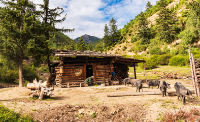 Mountain hut and black pig in Jiuzhaigou, Sichuan, China