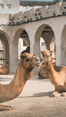 Camel in Doha Qatar