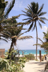 Fototapeta na wymiar palm trees on the beach, tulum, mexico
