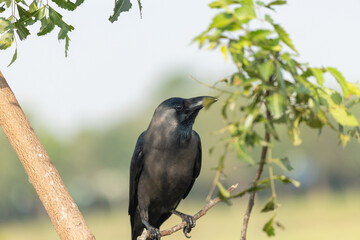 crow on a branch, a black bird on a branch, grey heron also on a branch