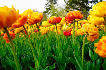 Bright Yellow Tulips closeup against a blurred background at the Ottawa Tulip Festival in Commissioners Park, Ottawa,Canada