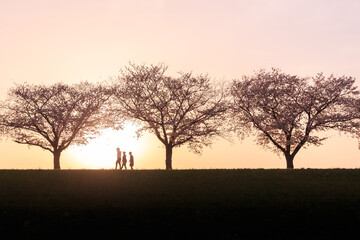 Fototapeta na wymiar 夕暮れの日没時、満開の桜の堤防を歩く三人のシルエット