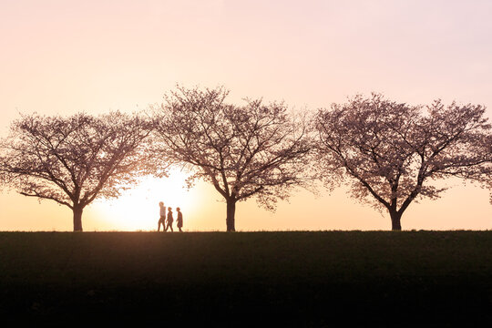 夕暮れの日没時、満開の桜の堤防を歩く三人のシルエット