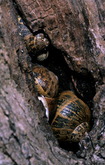 closeup of some Common Garden Snail (Cantareus aspersus) wintering in the hollow of a tree. Sardinia, Italy
