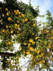 portrait of a orange fruit tree