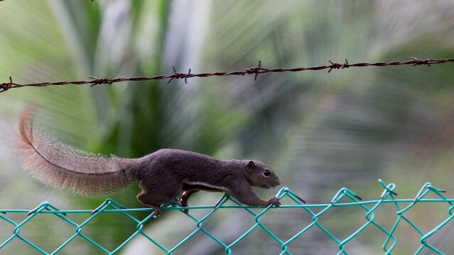The plantain squirrel, oriental squirrel or tricoloured squirrel Callosciurus notatus is a species of rodents in the family Sciuridae found in Indonesia, Malaysia, Singapore, and Thailand eating