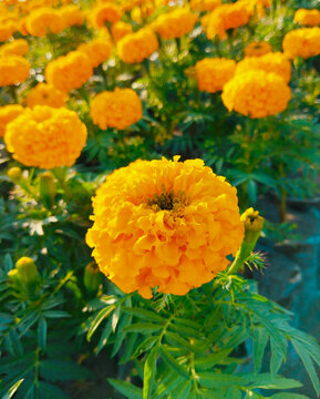 Big marigold tagetes erecta flowers mexican  gende ka phool flowering plant bigmarigold cempazúchitl or cempasuchil or african marigold closeup view image picture stock photo 