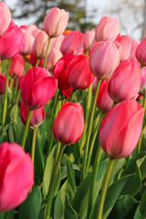 Fototapeta premium Rose blush pink tulips in vertical format at the Ottawa Tulip Festival in Commissioners Park, Ottawa,Canada