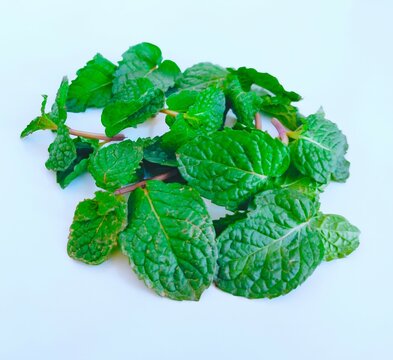 Green mint peppermint leaves leaf aromatic flavoring vegetable spice food ingredient pudina menta herb menthe poivree image hortela-pimenta closeup view photo