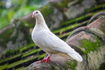 Dove Bird, White Dove standing on old traditional roof with moss