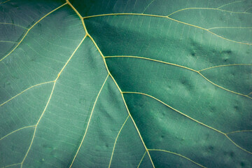 Close up of green leaf texture for background