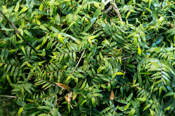 Lungichor, Oplismenus compositus, the running mountain grass