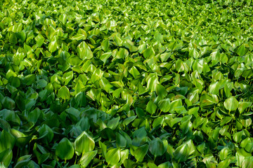 Water hyacinths may rise above the surface of the water