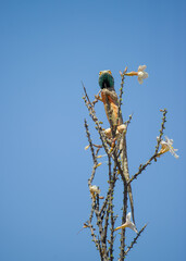 Ground Agama (Agama aculeata) Kgalagadi Transfrontier Park, South Africa.