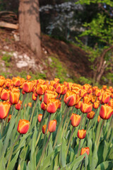 Bright Orange Tulips with blurred background at the Ottawa Tulip Festival in Commissioners Park,...