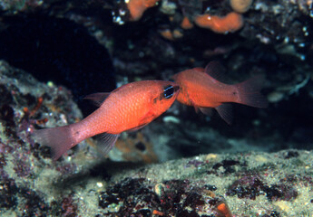 Naklejka premium Re di Triglie, Cardinal Fish, Meerbarbenkönig (Apogon imberbis). Alghero, Capo Caccia, Sardegna, Sardinia. Italy