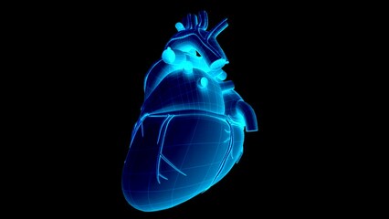 Anatomy Human Heart Beating 18 : Blue model : Glow texture : Wireframe surface : 1 revolution 4 seconds cycle in a loop : Alfa channel
