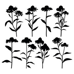 Echinacea flowering medicine plant silhouette stencil templates - 759458851
