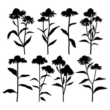 Echinacea flowering medicine plant silhouette stencil templates