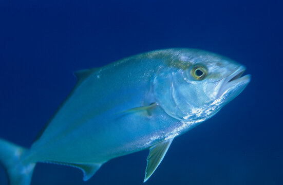 Greater amberjack (Seriola dumerili) in Mediterranean Sea. Sardinia. Italy