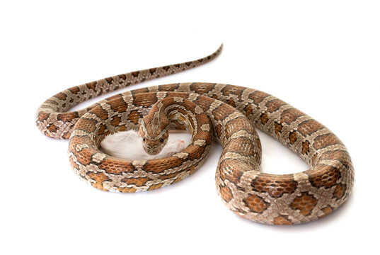 corn snake eating mouse
