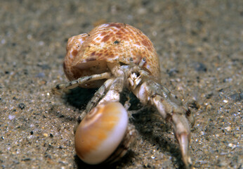 hermit crab fighting, Mediterranean, (Diogenes pugilator) Porto Liscia, Palau, Sardinia. Italy
