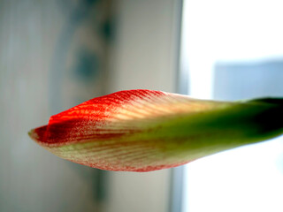 amaryllis buds bloom in spring on the windowsill - 759464433