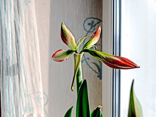 amaryllis buds bloom in spring on the windowsill - 759464628
