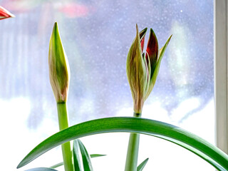 amaryllis buds bloom in spring on the windowsill - 759464802
