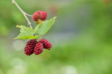 In Taiwan, mulberries are ripe in spring, offering sweet and sour red berries packed with vitamins, minerals, and fiber. They can be eaten fresh or used to make juice, jam, or wine.