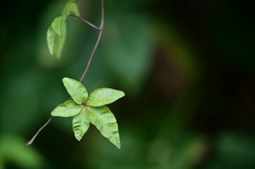 Experience the tranquil resilience of lush green pentagon leaves on winter mornings without sunlight, exuding a serene steadfastness.