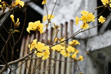 Bright yellow Golden Trumpet Trees bloom in Taiwan's early spring, a beautiful sight even on cloudy days.