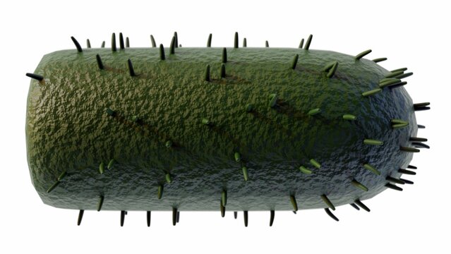 3d rendering of  lyssavirus cause fatal acute viral encephalomyelitis known as rabies.
