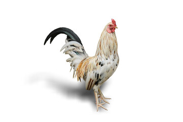 male chicken or big cock isolated on white background. This has clipping path.