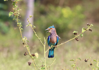 Indian Roller Bird sitting in the leaf with angry moood. 
