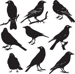 Set of Black Silhouette birds 