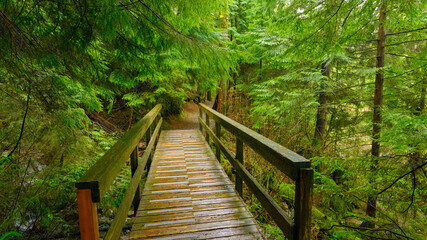 Wooden footbridge over stream on Woodhaven Swamp forest trail, BC, on a rainy day.