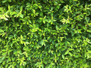 Fototapeta na wymiar nature green leaf background