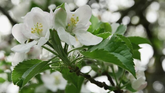 swinging spring branch with two apple tree flowers in the garden on a blurred background, bottom view