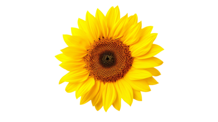 黄色いひまわりの花の背景切り抜き、夏イメージ素材