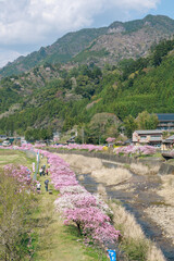 愛知県新城市　しだれ花桃の里