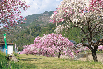 愛知県新城市　しだれ花桃の里