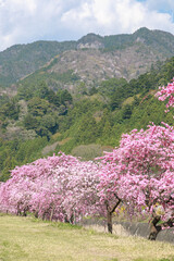 愛知県新城市　しだれ花桃の里